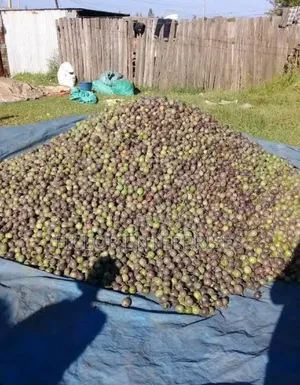 Fresh Passion Fruits for Sale – Sweet, Juicy Farm Fresh