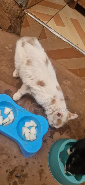 3-6 months Female Purebred Norwegian Forest