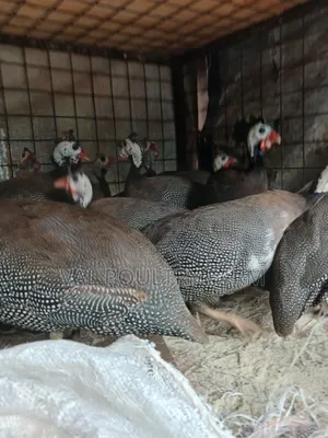 Guinea Folws Ready for Sale