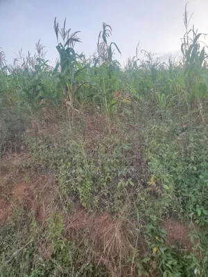 Kasasa Plots