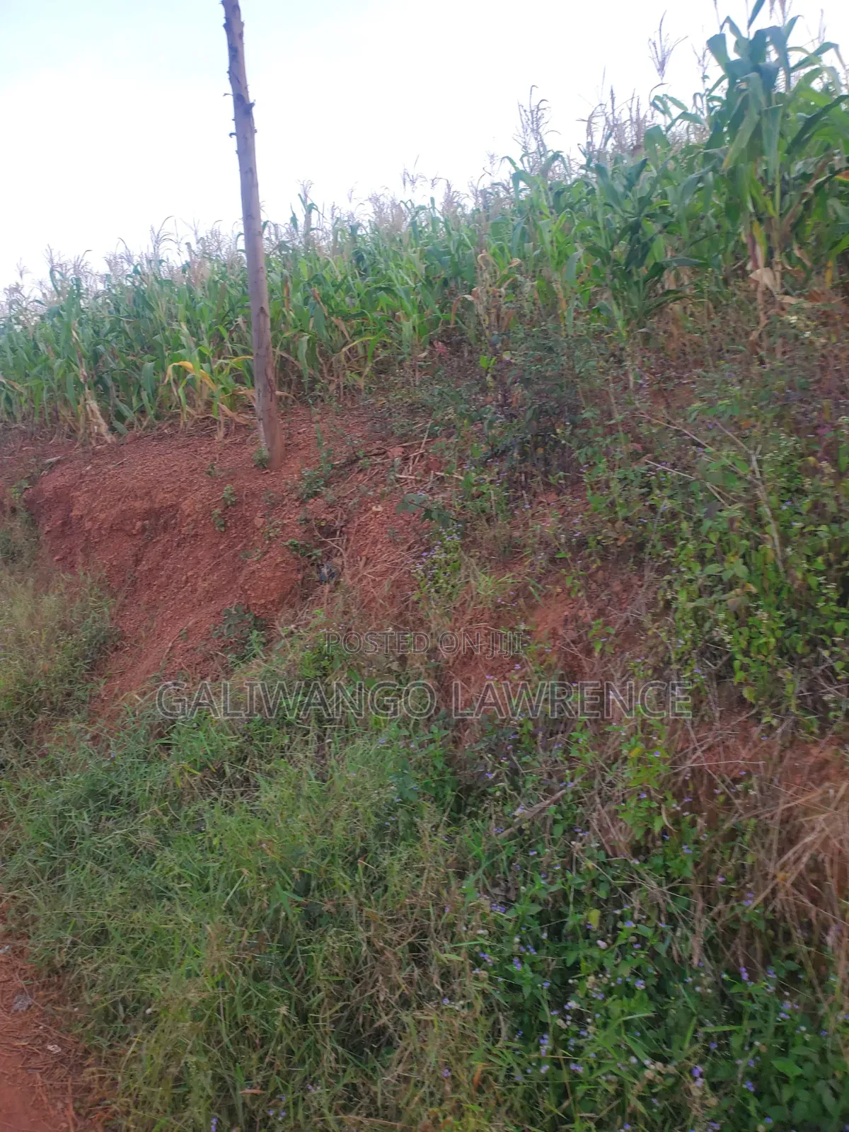 Kasasa Plots