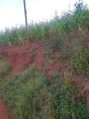 Kasasa Plots