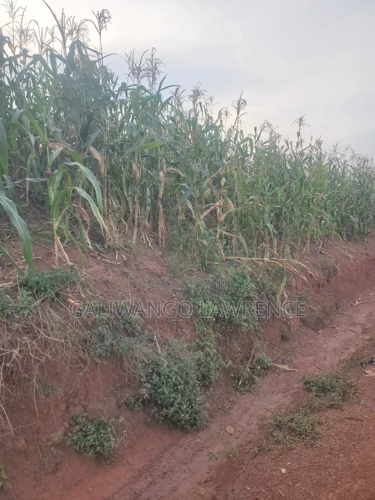 Kasasa Plots