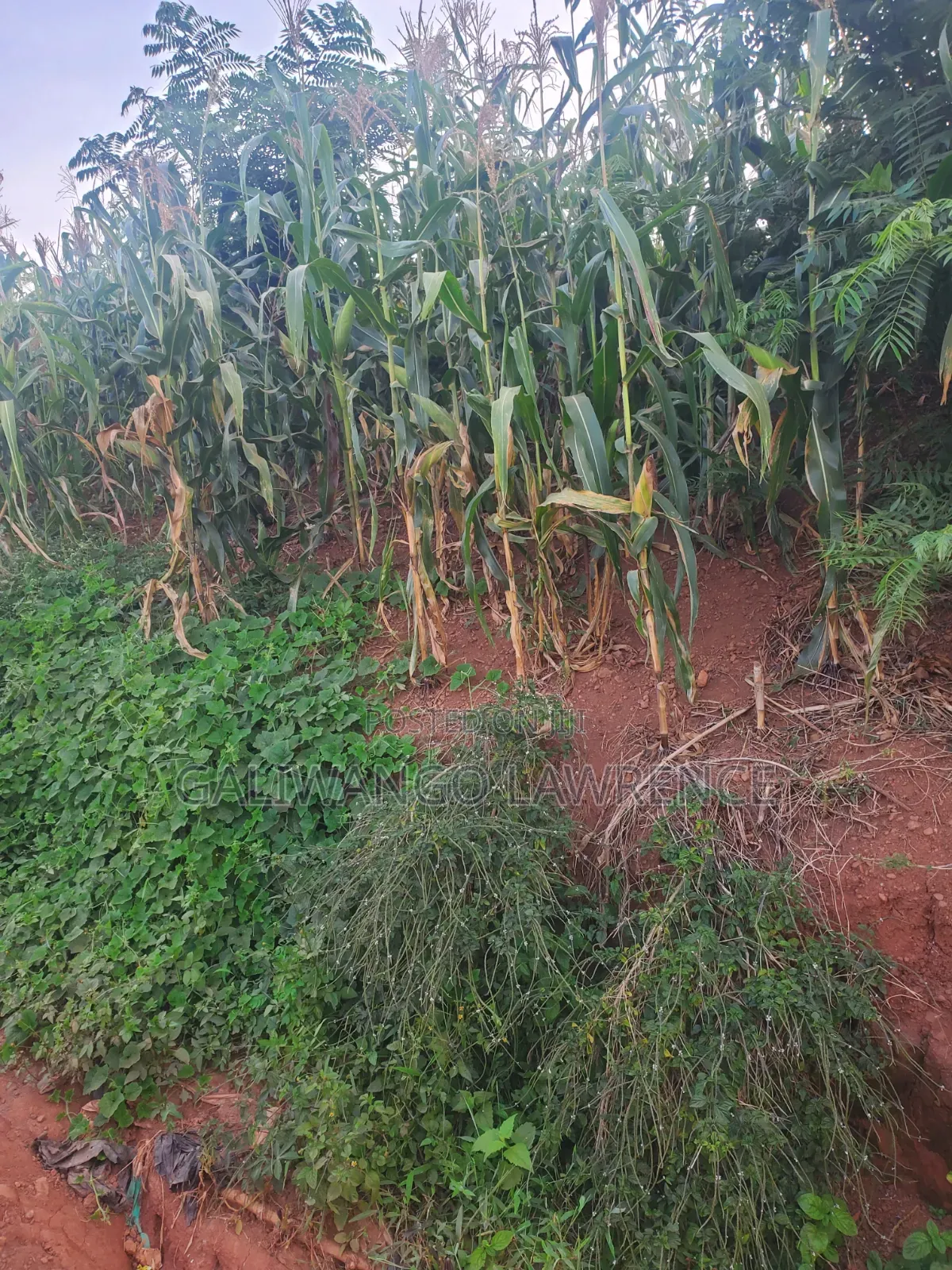 Kasasa Plots