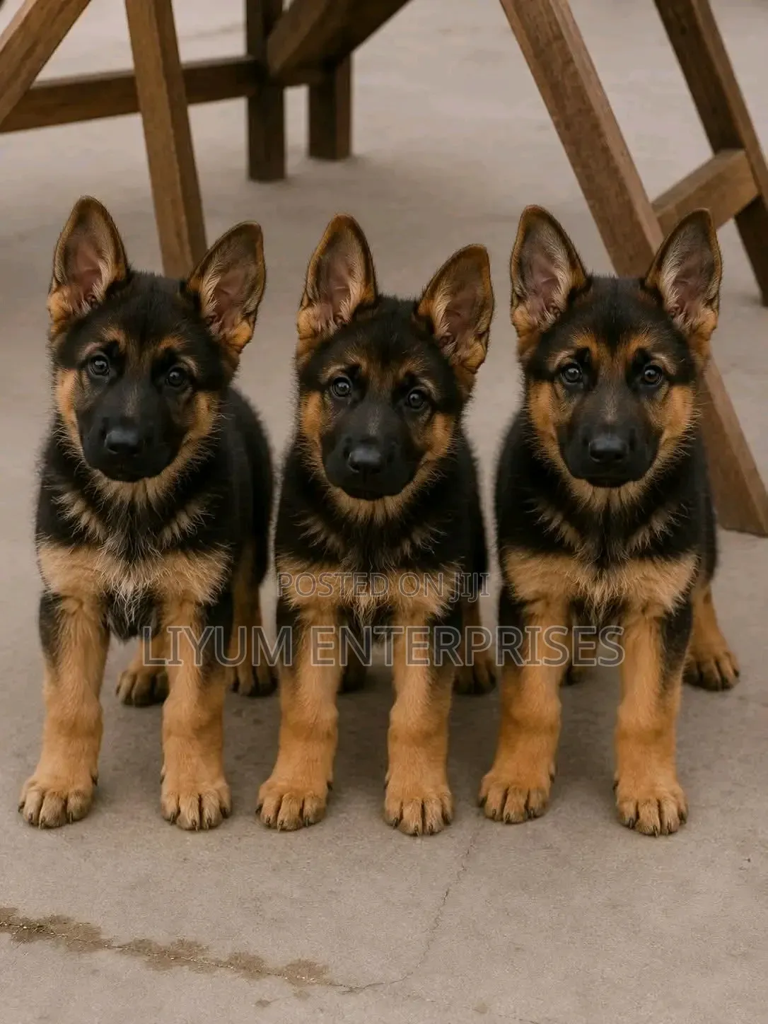 1-3 months Male Purebred German Shepherd