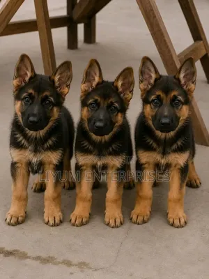 1-3 months Male Purebred German Shepherd