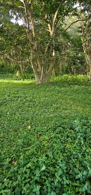 200 Acres For Sale – Nakasongola (Kalungi)