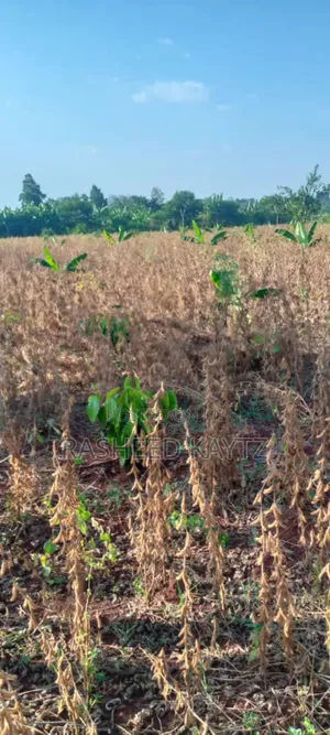 Land With Coffee Shamba In Bulesa, Bugiri District