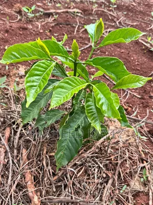 Land With Coffee Shamba In Bulesa, Bugiri District