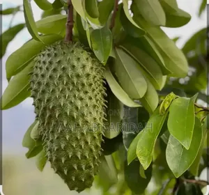 Soursop Leaves