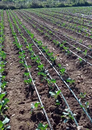 Solar Water Pumping System - Commercial Irrigation Pump