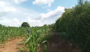 120 Acres of Agricultural Land for Sale – Nakaseke Wakyato