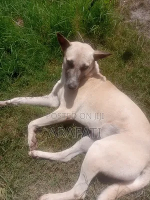 1+ year Male Mixed Breed Pointer