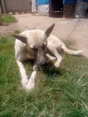 1+ year Male Mixed Breed Pointer