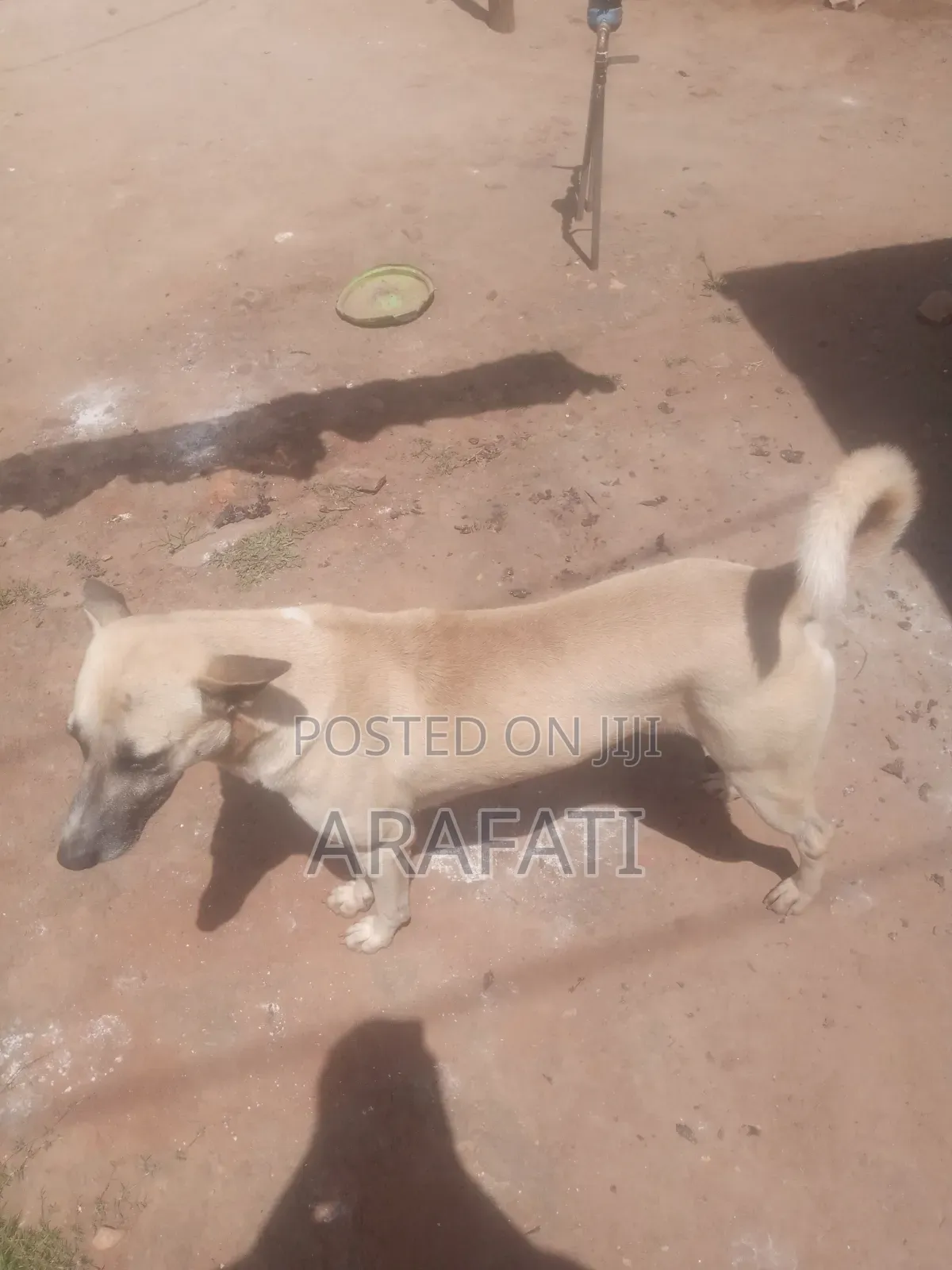 1+ year Male Mixed Breed Pointer