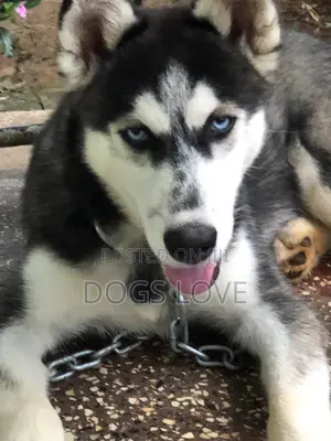 6-12 months Male Purebred Siberian Husky