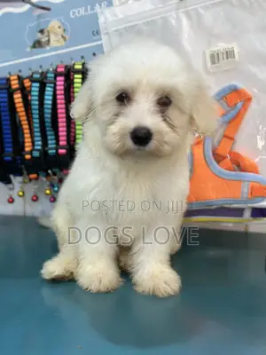 1-3 months Female Purebred Maltese