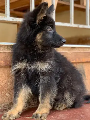 3-6 months Male Mixed Breed German Shepherd