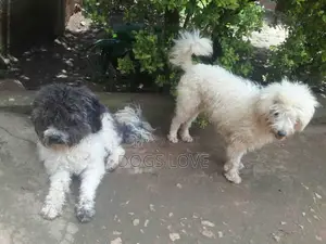 6-12 months Male Purebred Maltese