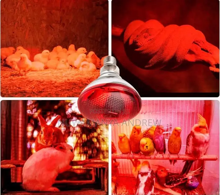 Infrared Brooder Bulbs