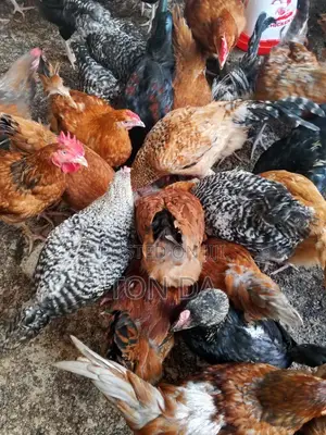 Kroilers for Sale