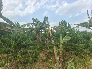Coffee Plantation on Quick Sale – Mukono Nakifuma