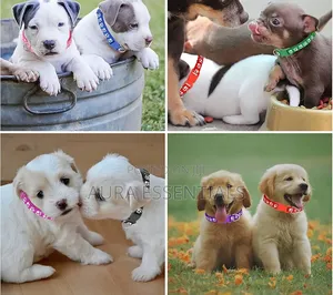 12 Pack Puppy Collars for Litter