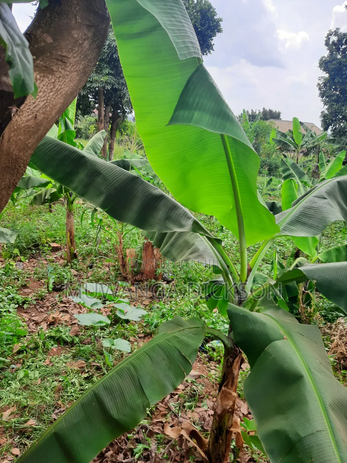 Plot for Sale