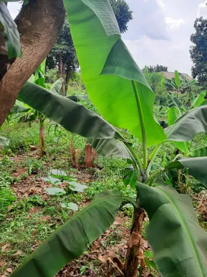 Plot for Sale