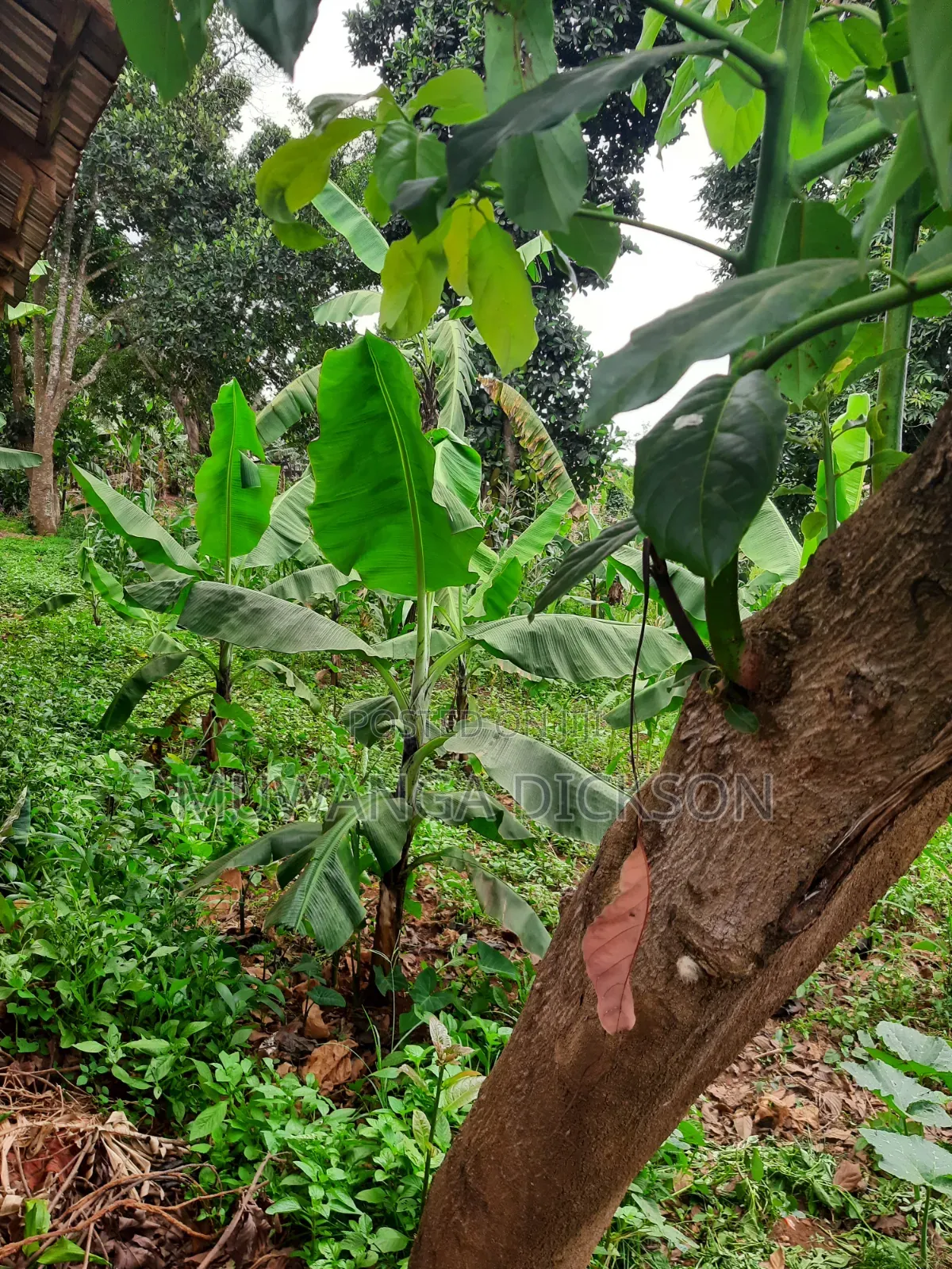 Plot for Sale