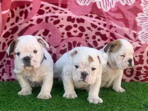 1-3 months Male Purebred Bulldog
