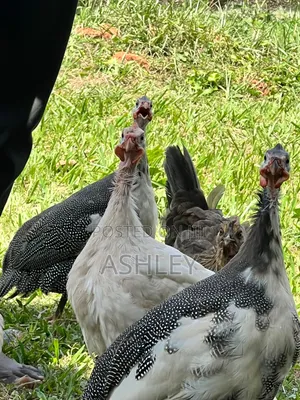 Local Guinea Fowls