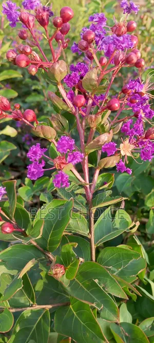 Pride of India,Bold Blooms