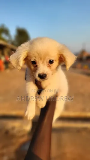 1-3 months Male Purebred Maltese