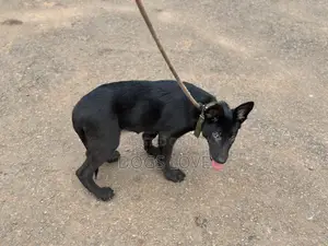 3-6 months Male Purebred German Shepherd