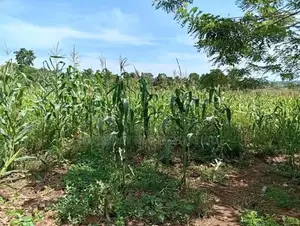 Plots on Sale – Mbugu, Matugga Semuto Road
