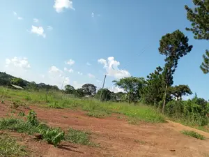 120 Acres of Agricultural Land for Sale – Nakaseke Wakyato