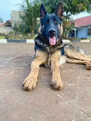 1+ year Male Purebred German Shepherd