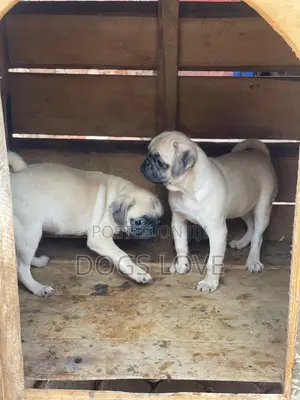 3-6 months Female Purebred Pug