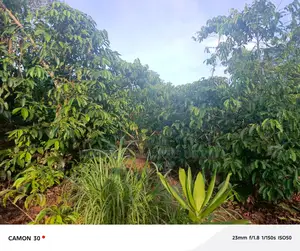 Acre of Land for Sale – Kibenge, Masaka