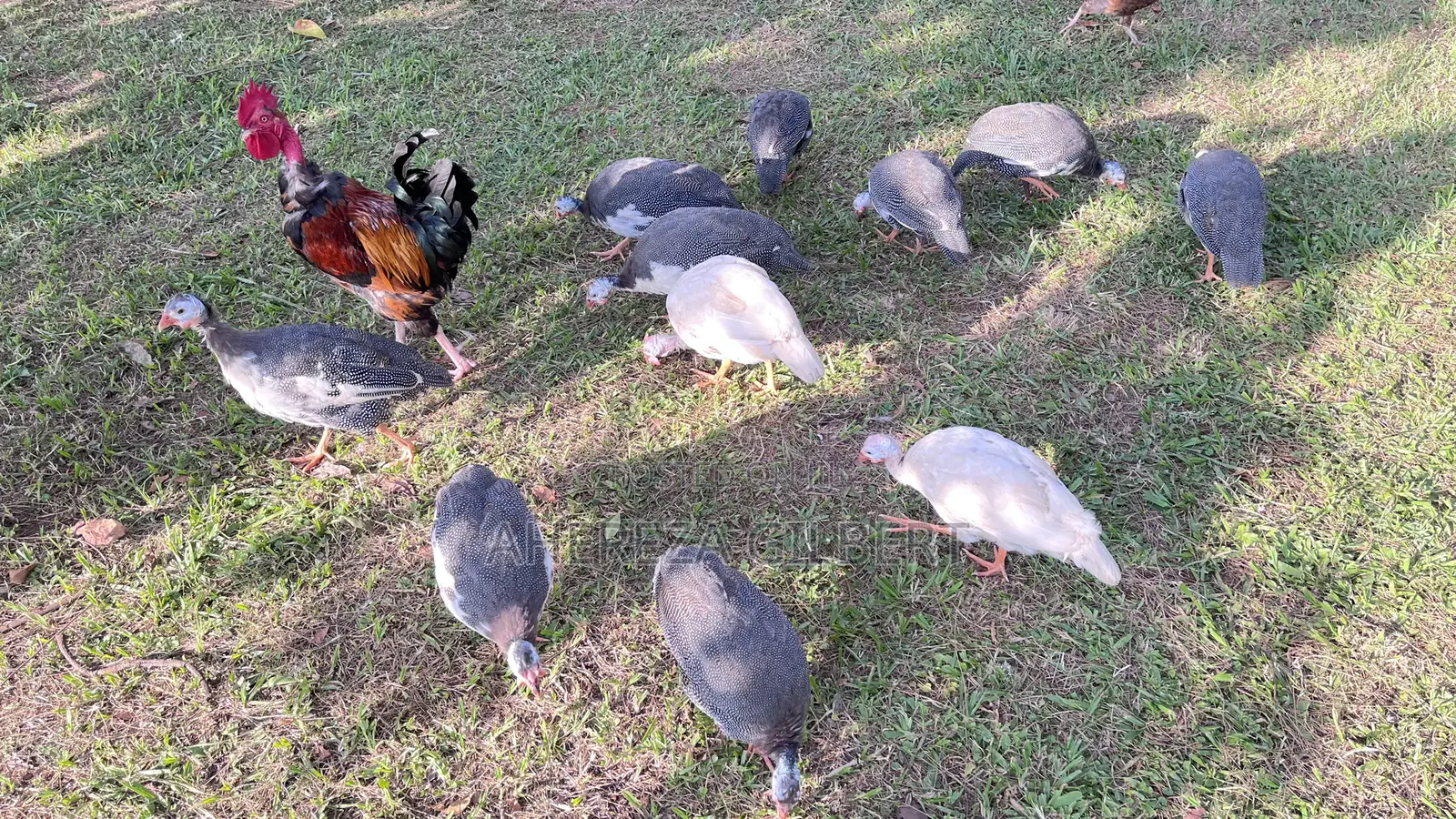 Guinea Fauls