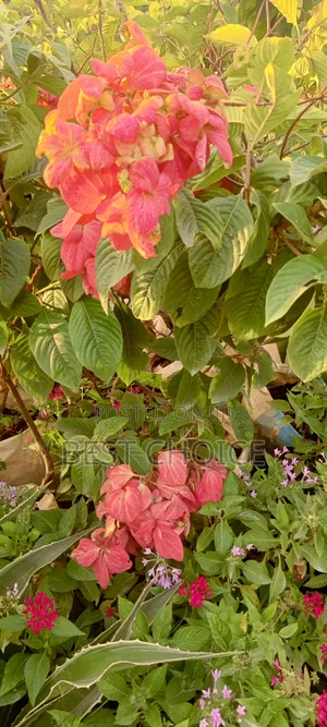 Musaenda in Pink White and Red