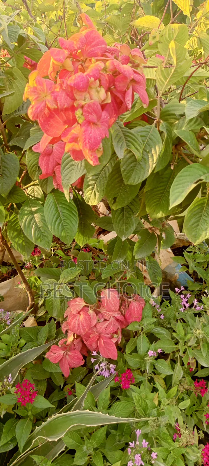 Musaenda in Pink White and Red