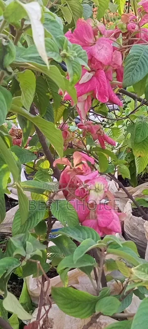 Musaenda in Pink White and Red
