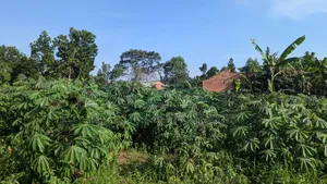 Plot 50x100 for Sale at Wakiso Busawuli