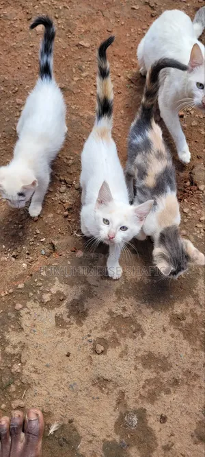 3-6 months Female Purebred Cat