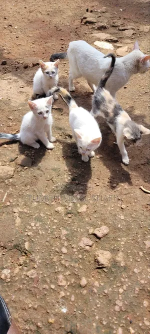 3-6 months Female Purebred Cat