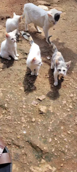 3-6 months Female Purebred Cat