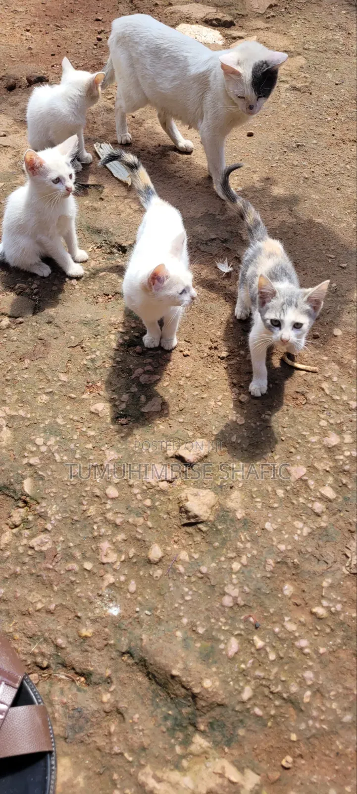 3-6 months Female Purebred Cat