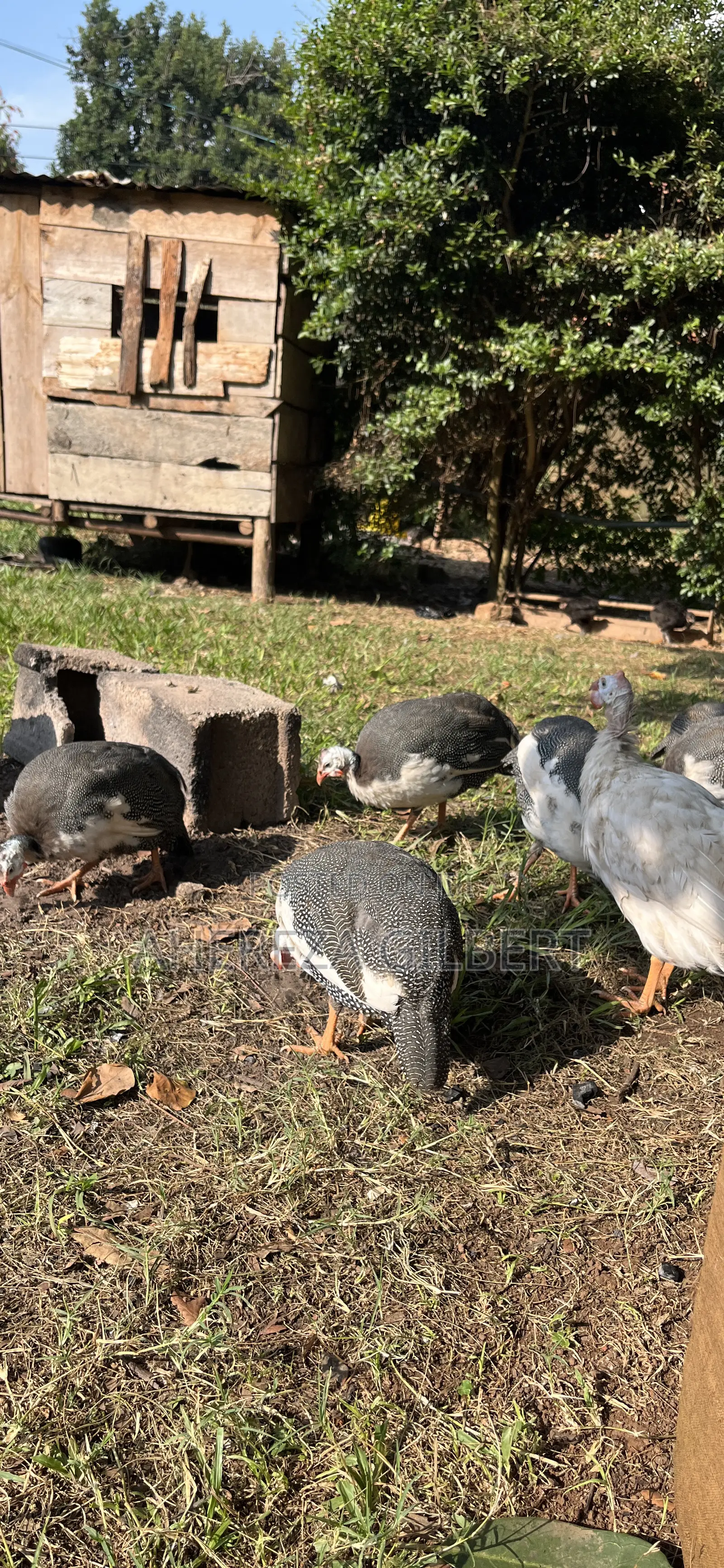 Guinea Fauls